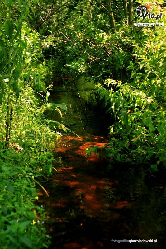Rajd Przniczka